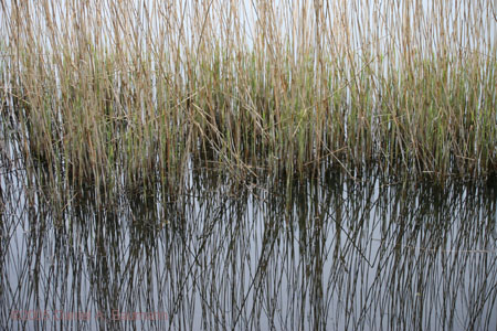 Copenhagen05 grass